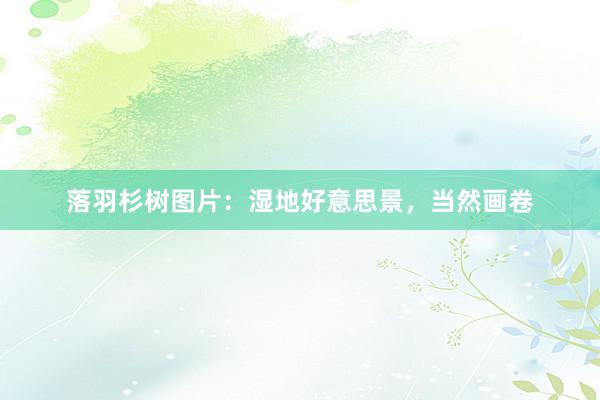 落羽杉树图片：湿地好意思景，当然画卷